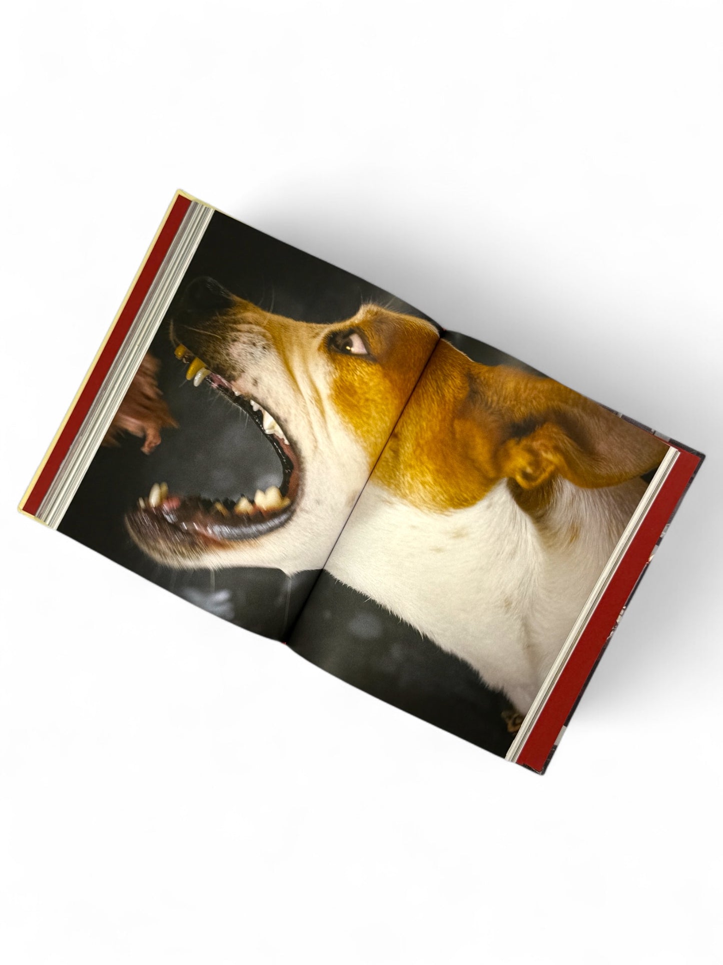Appetites: A Cookbook by Anthony Bordain - First Print
